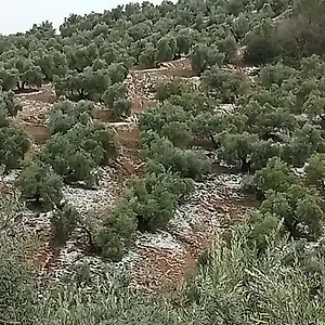 El Almendro De La Tia Teresa Prados de Armijo